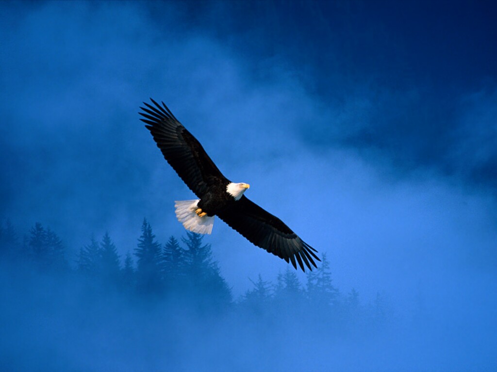 Flight_of_Freedom.jpg