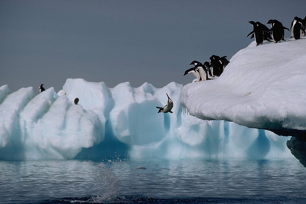 penguin-jump.jpg