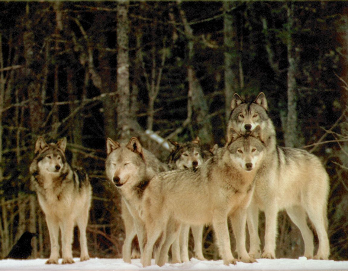 wolves~1.jpg